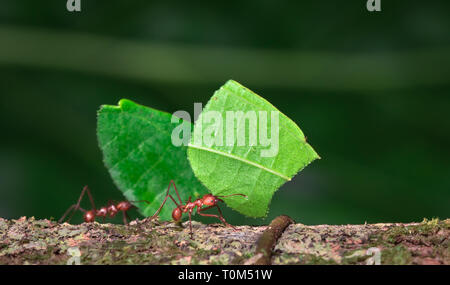 Leaf-cutter ant (Atta sp.) near Puerto Viejo de Sarapiqui, Costa Rica. Stock Photo