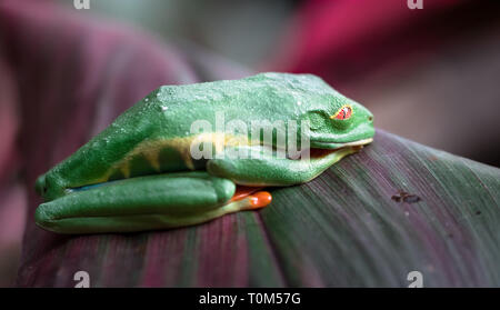 Red-eyed tree frog (Agalychnis callidryas) asleep on a leaf. Costa Rica. Stock Photo