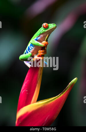 Red-eyed tree frog (Agalychnis callidryas) clinging on to a heliconia flower. Costa Rica. Stock Photo