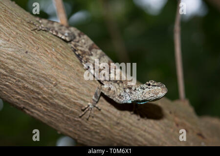 Flying Lizard, Draco volans, on tree, Klungkung, Bali, Indonesia Stock Photo