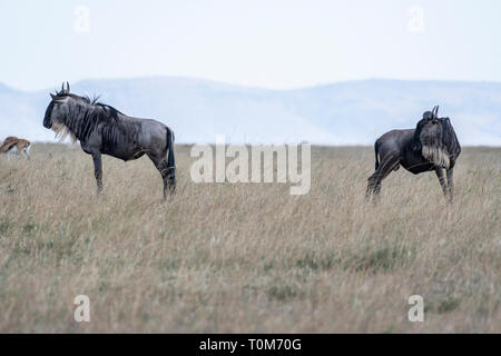 wildebeests feeding on grass during migration season in Maasai Mara, Kenya Stock Photo