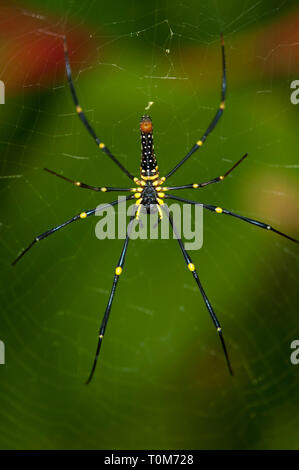 Female Golden Weaver Spider, Nephila pilipes, on web, Klungkung, Bali, Indonesia Stock Photo