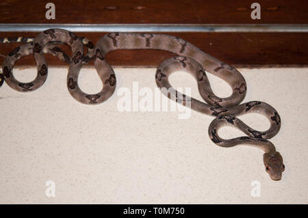 Dog-Toothed Cat-Eyed Snake , Boiga cynodon, inside house, Klungkung, Bali, Indonesia Stock Photo