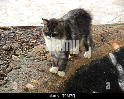 Closeup Persian Cat Standing on Nature Background Stock Photo