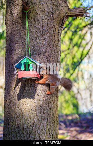 Squirrel eats from the trough. Squirrel on the tree. Red squirrel. Animal rodent Stock Photo