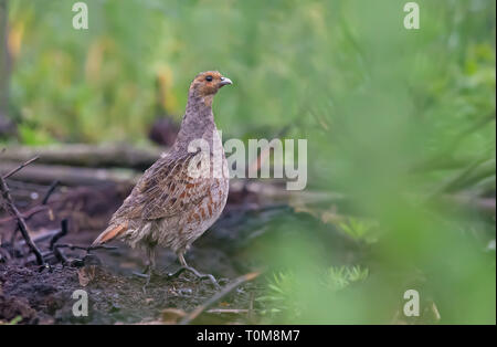 Grey partridge stands on the plain earth Stock Photo