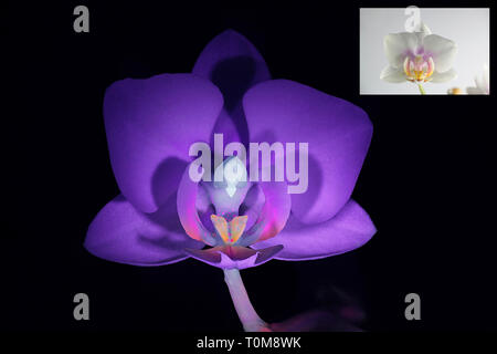 Moth orchid fluorescence in ultraviolet light (365 nm).  Smaller image showing same sample in normal daylight. Stock Photo