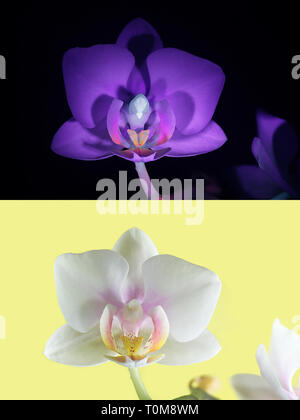 Moth orchid fluorescence in ultraviolet light (365 nm).  Lower image showing same sample in normal daylight. Stock Photo