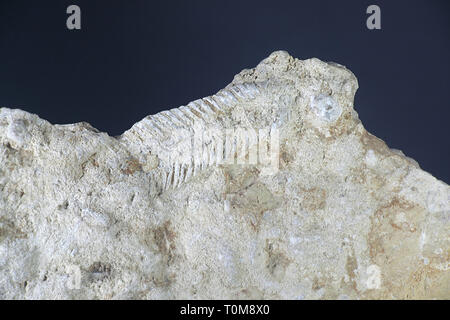Silurian trilobite fossil from Saarenmaa, Estonia Stock Photo