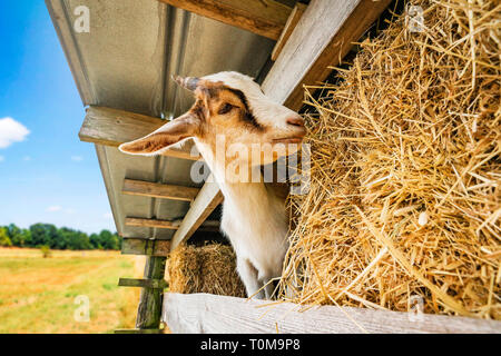 goat eating hay at a barn in a rural environment in the summer Stock Photo