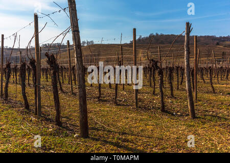 A Vineyard during winter time Stock Photo