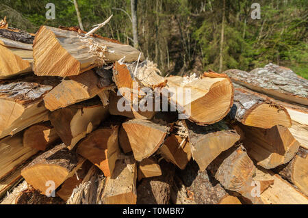 A pile of freshly chopped wood logs lying in the sunshine in a forest. Pine trees are in the background. Stock Photo