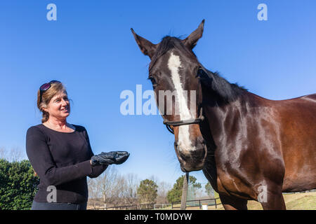 Equestrian outdoors arena woman training horse with feeding love and affection to animal on a blue sky afternoon day.