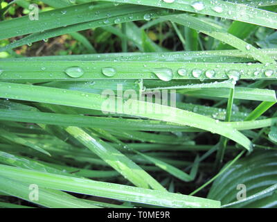 Close-up of dew drops on grass Stock Photo