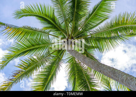 Close up of green coconuts hanging on a palm tree against a blue sky ,Thailand Stock Photo