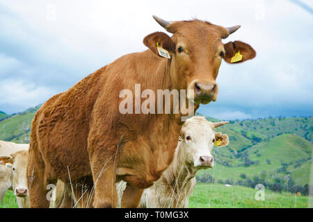Curious red brown steer with horns has white cattle in background as they graze on green hillside pasture Stock Photo