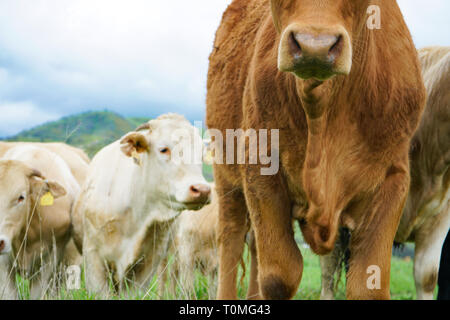 Focus on nose of red beef cow with white cattle in the background as they graze on green hills Stock Photo