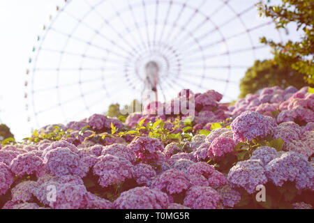 Blooming Japanese Hydrangeas Flowers Ajisai And A Ferris Wheel Bright Summer Concept Amusement Park Stock Photo Alamy