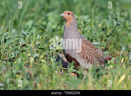 Grey partridge posing in the herbs of field Stock Photo