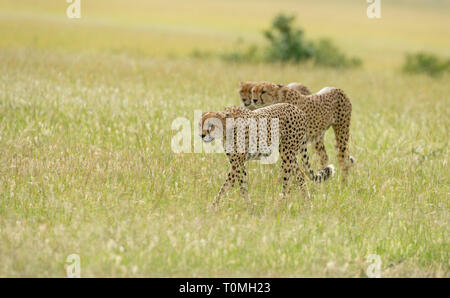 Coalition Brothers cheetahs searching for hunt at Masai Mara Game Reserve,Kenya,Africa Stock Photo