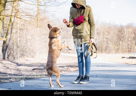 Training a grown-up dog to walk on two legs. Person schooling a staffordshire terrier in a park. Stock Photo