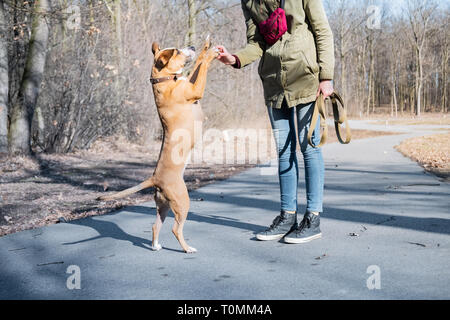 Training a grown-up dog to walk on two legs and do a high five. Person schooling a staffordshire terrier in a park, teaching to give hi-five. Stock Photo