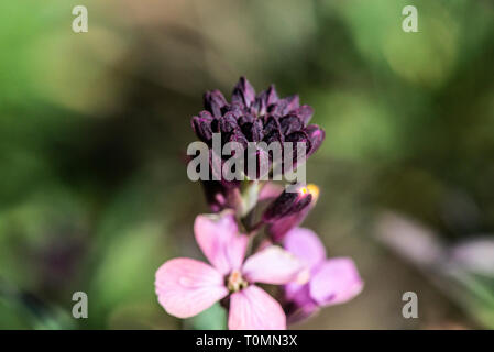 A close up of the flowers of a Erysimum 'Chelsea Jacket' Stock Photo