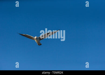Single seagull flying with blue a sky as background Stock Photo