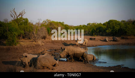 Portrait of white rhinos in the Mkhaya Game Reserve at sunset, Siphofaneni, Eswatini former Swaziland Stock Photo