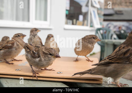 House Sparrow; Passer domesticus; Cafe Table; Isles of Scilly; UK Stock Photo