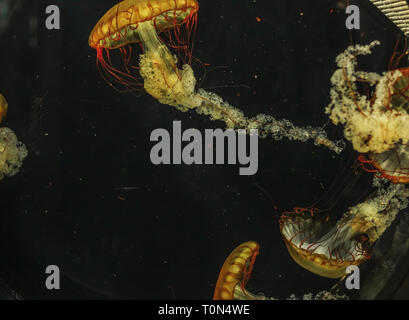 Jellyfish Chrysaora fuscescens in the aquarium closeup Stock Photo