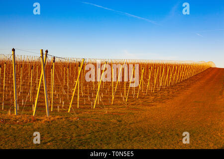 Apple Orchard Rows in spring. Fruit trees over bright blue sky. Apple orchard park  by dawn early light with first sun rays. Stock Photo