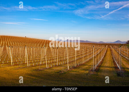 Apple Orchard Rows in spring. Fruit trees over bright blue sky. Apple orchard park  by dawn early light with first sun rays. Stock Photo