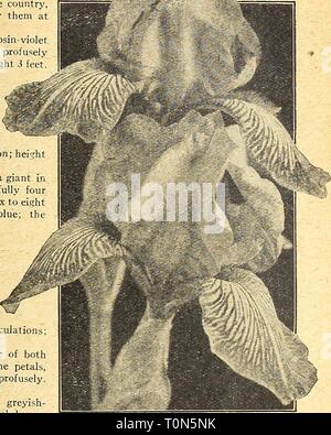 Dreer's autumn catalogue 1924 (1924) Dreer's autumn catalogue 1924  dreersautumncata1924henr Year: 1924  /flElflyAJREE^ BULBS''^mLLPLANTmey &gt;HI[iBIElimRlk 23    Iris Germanica Twelve New Iris Germanica It gives us real pleasure to offer this collection, which has been selected as the most distinct and desirable from the largest commercial collection in the country, and of which we have secured sufficiently large stoclp to enable us to offer them at rnoderate prices. Alcazar. Standards soft bluish-violet overlaid bronze; falls dark nigrosin-violet with white markings at base of petals and b Stock Photo