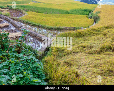 Rice terraces in Yunnan Province, China Stock Photo