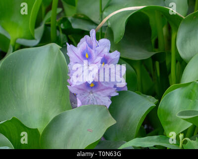 Purple Hyacinth flower. Photographed in Yannan, Chins Stock Photo