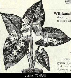 Dreer's autumn catalogue 1905 (1905) Dreer's autumn catalogue 1905  dreersautumncata1905henr Year: 1905  Anthtrium. AI.I.A1IIANDA. Williamsii. l ms handsome variety is quite dwarf, and forms a compact bush, with trusses of flowers of a very rich, yet delicate, tint of yellow, deliciou&gt;ly scented and in bloom during the greater prt of the year. 25 cts. each; $2..50 per doz. Henderson!. A strong-growing variety with very large yellow flowers. 25 cts. and 50 cts. each. Stock Photo