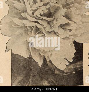 Dreer's autumn catalogue 1919 (1919) Dreer's autumn catalogue 1919  dreersautumncata1919henr Year: 1919  &lt; / -^    Double Herbaceous Peony Canari. Pure white guard petals with amber-white centre. Comte de Diesbach. Soft rosy-mauve of fine form, Duke of Wellington. An ideal sulphur-white cut-flower variety. Eugene Verdier. Delicate flesh deepening to centre. $1.00 each. Festiva Maxima. This is considered the finest white. Francois Ortegat. Brilliant crimson; full double flower, (ilobosa. Pale rose, changing to nearly white. Qrandiflora Carnea Plena. Large flowers of flesh, tinted while. Qran Stock Photo