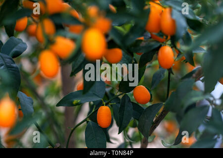 kumquat fruit (Citrus japonica) on a tree Stock Photo