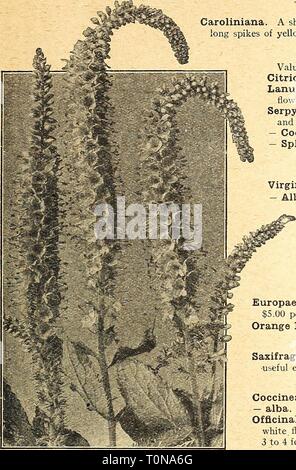 Dreer's autumn catalogue 1924 (1924) Dreer's autumn catalogue 1924  dreersautumncata1924henr Year: 1924  (flElflyA-BBEEl^ HARDy PERENNIAL PIMTS I 47 Thernnopsis Caroliniana. A showy, tall growing plant, attaining a height of 3 to 4 feet, producing long spikes of yellow flowers in June and July. 25 cts. each; $2.50 per doz. Thymus (Thyme) Valuable trailing plants for the rockery or the edge of the border. Citriodorus Aureus. The golden-leaved lemon-scented Thyme. Lanuginosus (Woolly-Leaved Thyme). Greyish foliage and rosy-lilac flowers.    Mats of dark green foliage Veronica Longifolia Subsessi Stock Photo