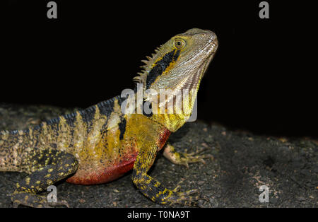 iguana lizard looking out in rainforest asutralia, reptile portrait isolated on black Stock Photo