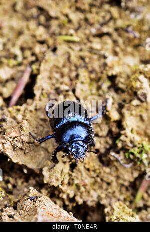Anoplotrupes stercorosus, common name dor beetle in Bakony hills early spring Stock Photo