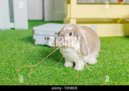 Cute little fluffy white lop eared bunny rabbit sitting on grass. symbolic of Easter and the spring season.Spring holiday. Farm animal. Cute rabbit. Stock Photo