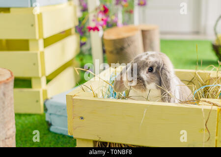 Cute little fluffy white lop eared bunny rabbit sitting on grass. symbolic of Easter and the spring season.Spring holiday. Farm animal. Cute rabbit. Stock Photo