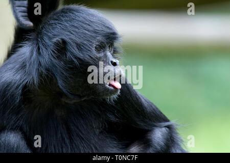 Colombian Black Spider Monkey Stock Photo