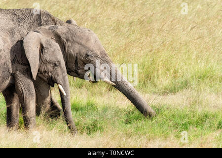 African elephants eating the lush green grass of the Masai Mara. Mother and child with space for text. Stock Photo