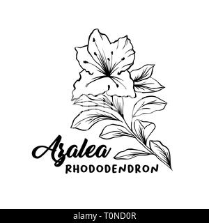 Azalea, ericaceae flowers hand drawn illustration. Beautiful blooming plant ink pen sketch. Freehand outline floral blossom engraving. Greeting card monochrome isolated design element Stock Vector