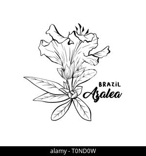 Azalea Flower Brazilian Symbol, ericaceae flowers, hand drawn logo illustration. Beautiful blooming plant inky sketch. Freehand outline floral blossom. Monochrome graphic isolated design element Stock Vector