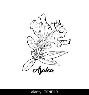 Azalea, ericaceae japonica flower hand drawn illustration. Beautiful blooming plant ink pen sketch. Freehand outline floral blossom engraving. Greeting card monochrome isolated design element Stock Vector