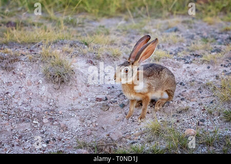 African hare, Lepus capensis, also known as the Cape or Desert hare, in Amboseli National Park, Kenya. This herbivore is mostly nocturnal. Stock Photo